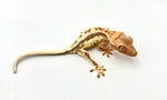 Frappuccino Crested Gecko