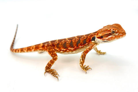 Orange Leatherback Bearded Dragon