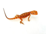 Orange Leatherback Bearded Dragon