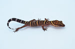 Bawangling Chinese Cave Gecko