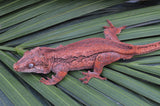 Pink G1 Group Gargoyle Gecko