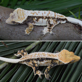 Whitewall Tricolor Pinstripe Crested Gecko (F4)