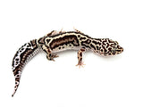 Gem Snow Extreme Bold Stripe Leopard Gecko