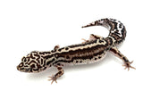 Gem Snow Extreme Bold Stripe Leopard Gecko