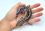 Gem Snow Extreme Bold Stripe Leopard Gecko