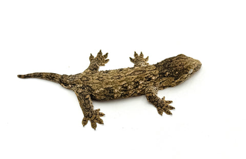 Baby GT Giant Gecko (50% pos het Melanistic) LARGEST LOCALE