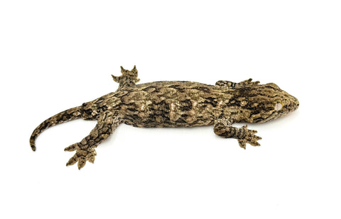 Baby GT Giant Gecko (50% pos het Melanistic) LARGEST LOCALE