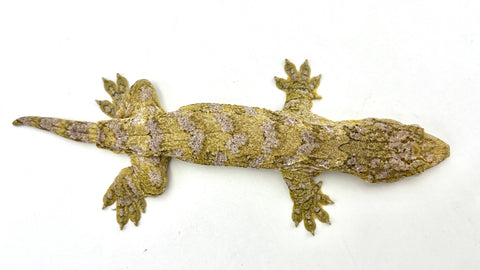 High Color Nuu Ana Cross Giant Gecko