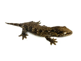 Juvenile GT Giant Gecko (66% pos het Melanistic) LARGEST LOCALE