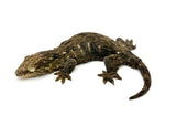 MASSIVE Juvenile GT Giant Gecko (66% pos het Melanistic) LARGEST LOCALE