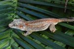 Adult Female Orange Striped Gargoyle Gecko (Gravid?)