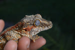 Adult Female Orange Striped Gargoyle Gecko