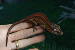 Red Striped Gargoyle Gecko (Phantom group)