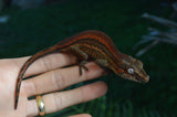 Red Striped Gargoyle Gecko (Phantom group)