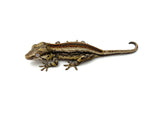 Pink Pastel Striped Gargoyle Gecko (Pink Floyd offspring)