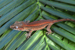 Red Striped Gargoyle Gecko (Phantom group)