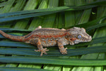 Adult Female Orange Striped Gargoyle Gecko