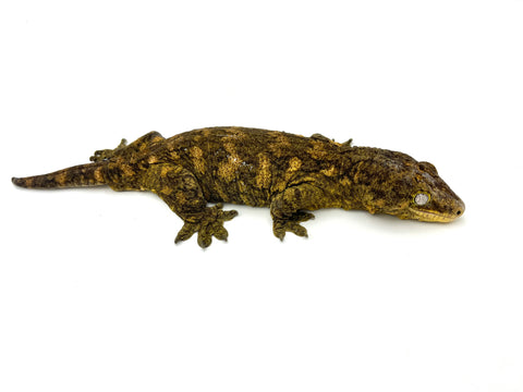 Adult Female Giant Gecko