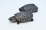 Mexican Giant Musk Turtle