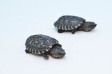 Mexican Giant Musk Turtle