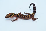 Bawangling Chinese Cave Gecko