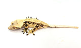 Creamy Extreme Harlequin Pinstripe Crested Gecko