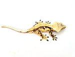 Creamy Extreme Harlequin Pinstripe Crested Gecko