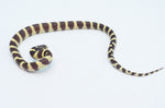 Hypo California Kingsnake