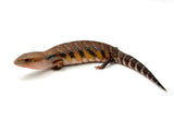 Red x Swedish Northern Blue Tongue Skink
