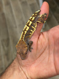 Tricolor Harlequin Cappuccino Crested Gecko