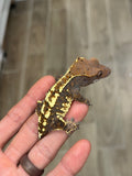 Tricolor Harlequin Cappuccino Crested Gecko