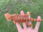 Orange Leatherback Bearded Dragon