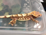 Sable Crested Gecko