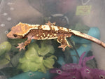 Sable Crested Gecko