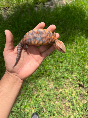 Red Line Northern Blue Tongue Skink