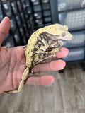 Cream Harlequin Dalmatian Crested Gecko (Gravid)