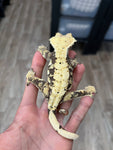 Cream Harlequin Dalmatian Crested Gecko (Gravid)