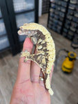 Cream Harlequin Dalmatian Crested Gecko (Gravid)