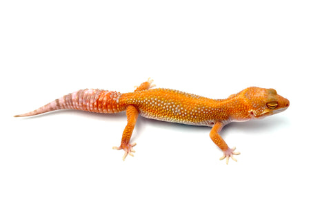 Red Diamond Cross Leopard Gecko