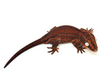 Red Aberrant Striped Gargoyle Gecko (Kotex sister)