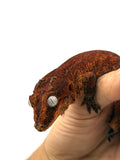 Red Aberrant Striped Gargoyle Gecko (Kotex sister)