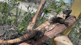 Adult Orange Phase Spiny Tailed Iguana