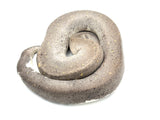8ball Silver Bullet Ball Python