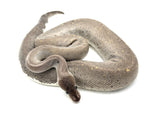 8ball Silver Bullet Ball Python