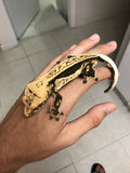 Quadstripe Whitewall Crested Gecko