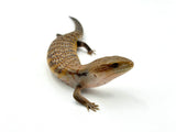 Swedish Northern Blue Tongue Skink
