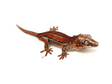 Red 6 Striped Gargoyle Gecko