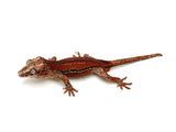 Red 6 Striped Gargoyle Gecko