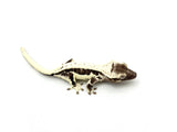 Axanthic Lilly White Crested Gecko
