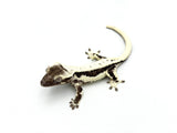 Axanthic Lilly White Crested Gecko